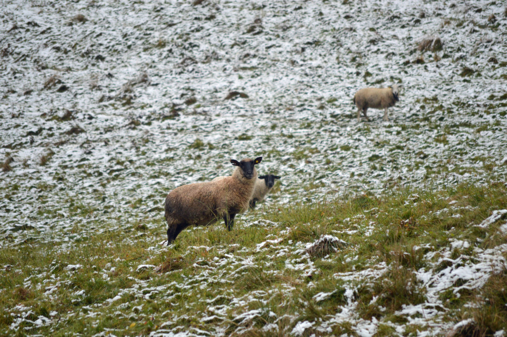 Mouton dans la neige