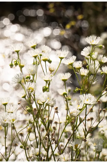 fleurs blanches