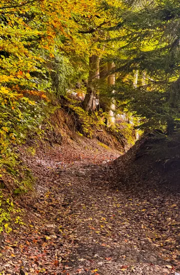 bois en automne