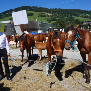 concours aux poulains17