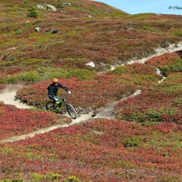 VTT