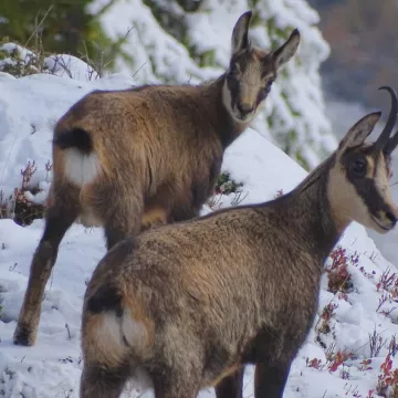 Découverte des chamois_Sallanches