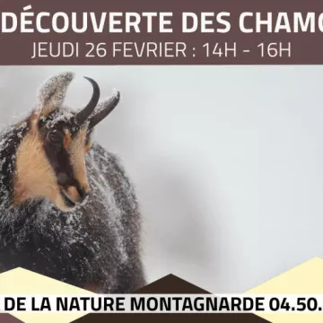 Découverte des chamois_Sallanches