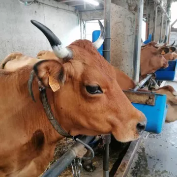 Vache de l'Abérieux