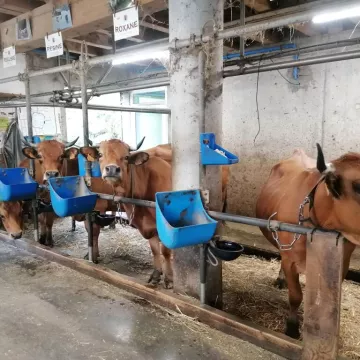 Vaches dans la ferme