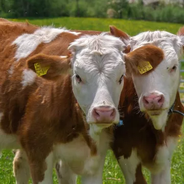 Visites et ateliers immersifs à la ferme_Passy