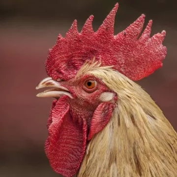 Visites et ateliers immersifs à la ferme_Passy
