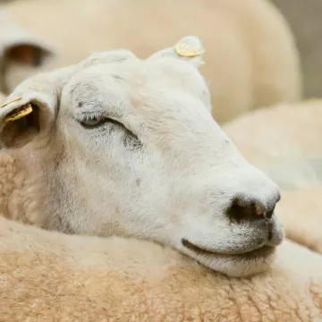 Visite privée de la ferme sur demande_Passy