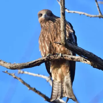 Rapaces, rois des airs