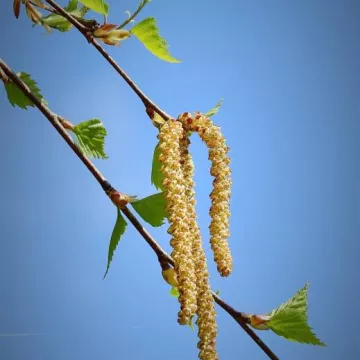Arbres, fleurs et compagnie_Les Contamines-Montjoie