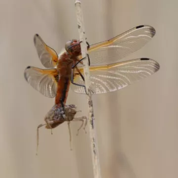 Animation nature : Pas si bêtes ces petites bêtes_Passy