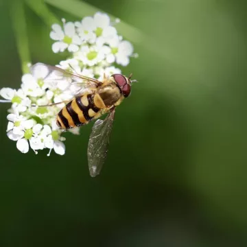 Des pollinisateurs au sommet_Sallanches