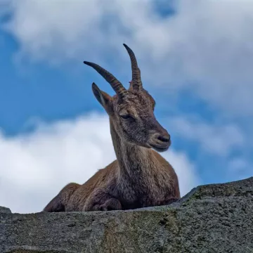 Montagne vivante : faune sauvage et cohabitation_Praz-sur-Arly