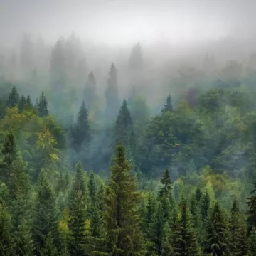 Dans ma forêt il y a..._Praz