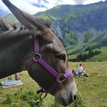 Rando âne et chercheurs d'or - sortie accompagnée pour les enfants_Cordon