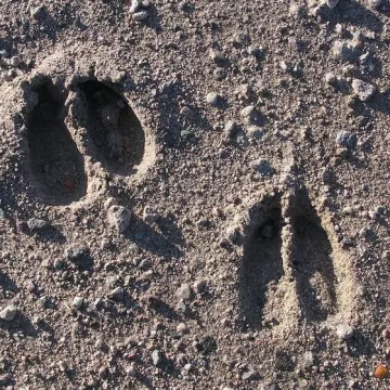Traces et empreintes - sortie accompagnée pour les enfants_Cordon