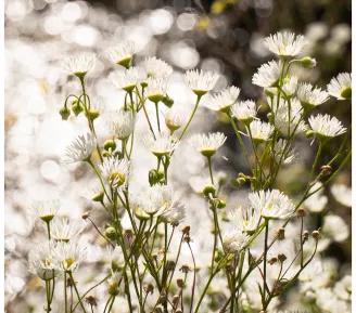 fleurs blanches
