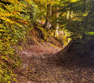 bois en automne