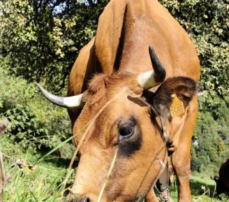 Visite à la ferme, traite des vaches et fabrication du fromage_Cordon