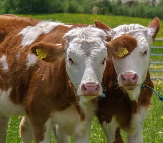 Visites et ateliers immersifs à la ferme_Passy