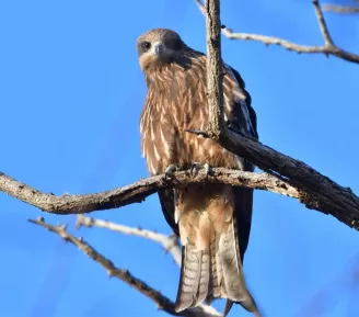 Rapaces, rois des airs