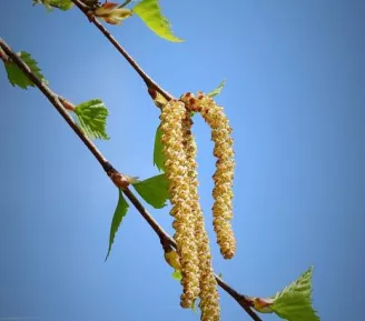 Arbres, fleurs et compagnie_Les Contamines-Montjoie
