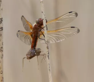 Animation nature : Pas si bêtes ces petites bêtes_Passy