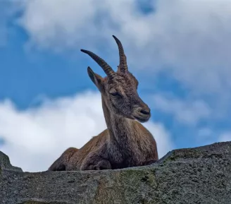 Montagne vivante : faune sauvage et cohabitation_Praz-sur-Arly