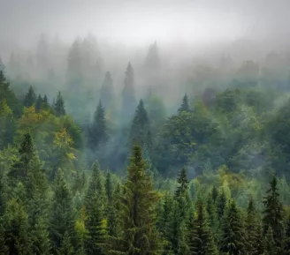 Dans ma forêt il y a..._Praz