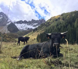 Pastoralisme et réserve naturelle_Les Contamines-Montjoie