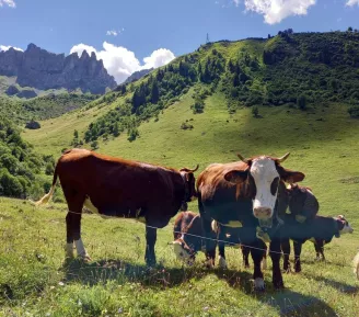 Le réveil des alpages_Saint-Gervais-les-Bains